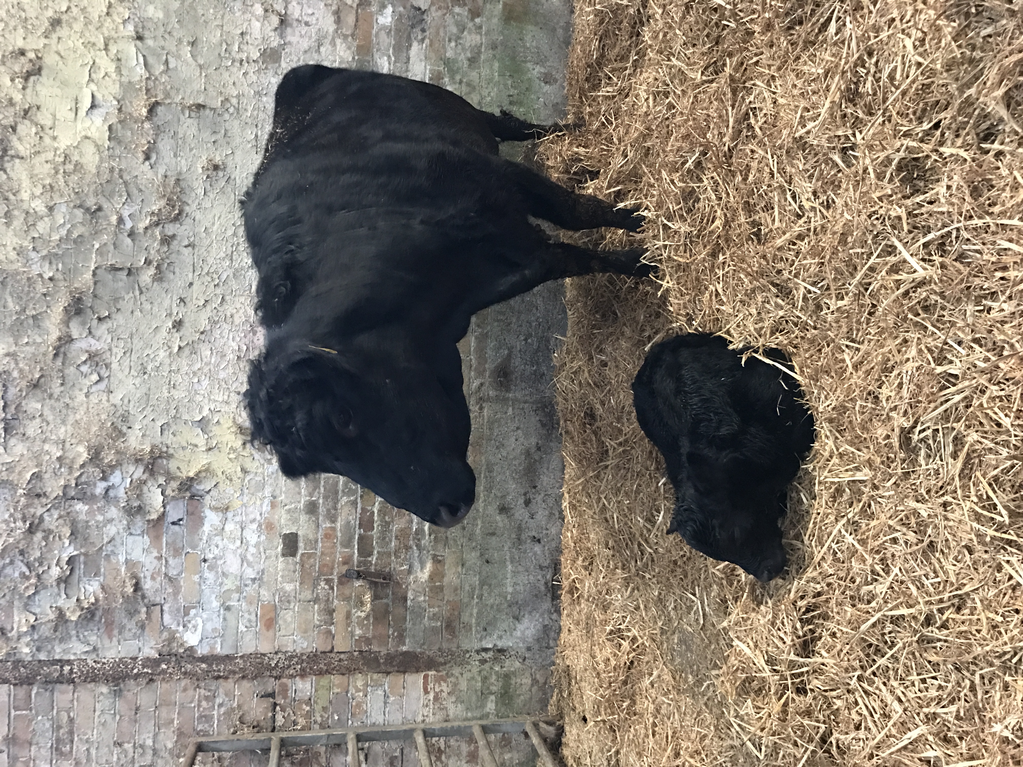 Welsh Black Cattle