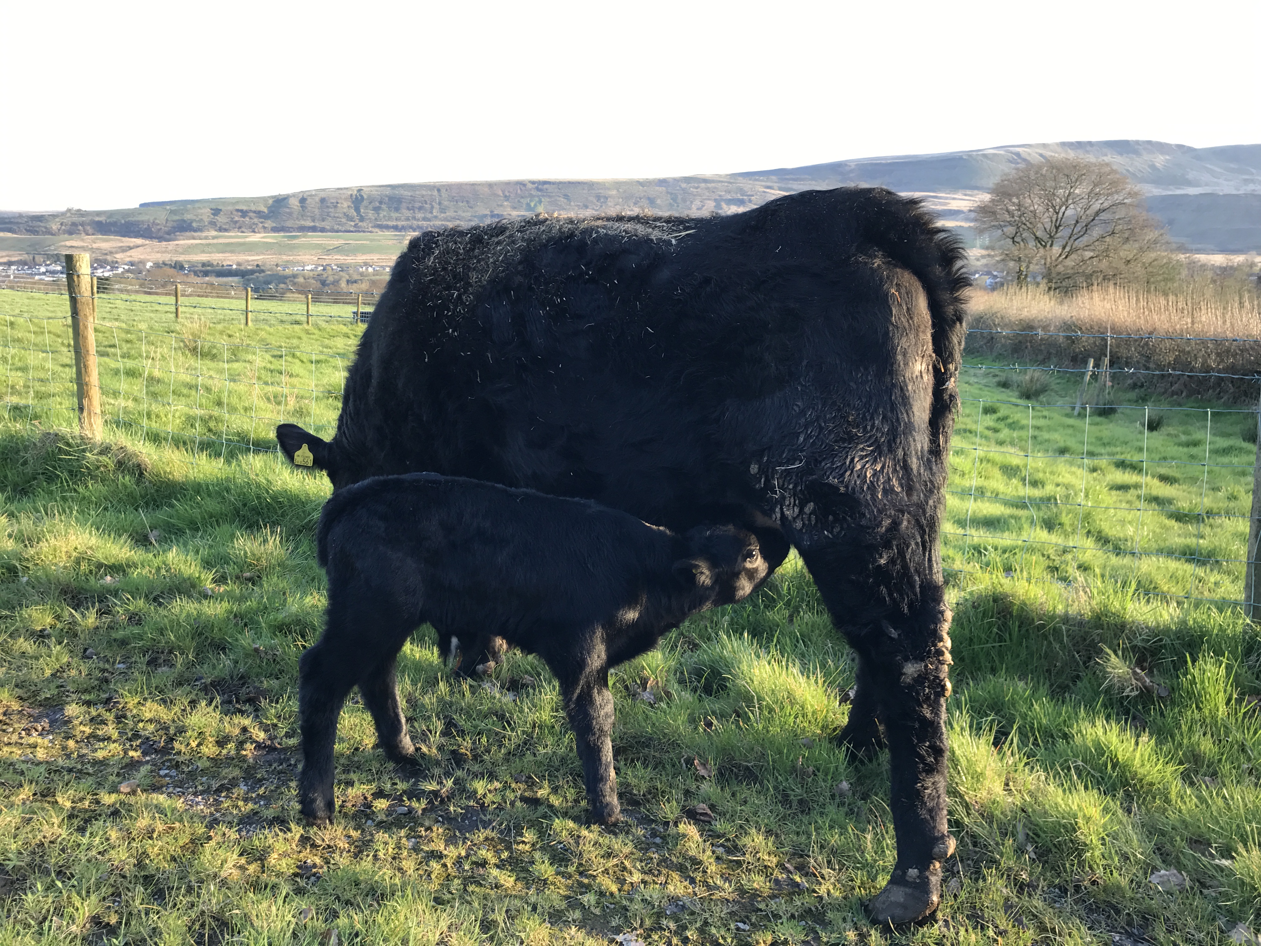 Polled Welsh Black Cattle
