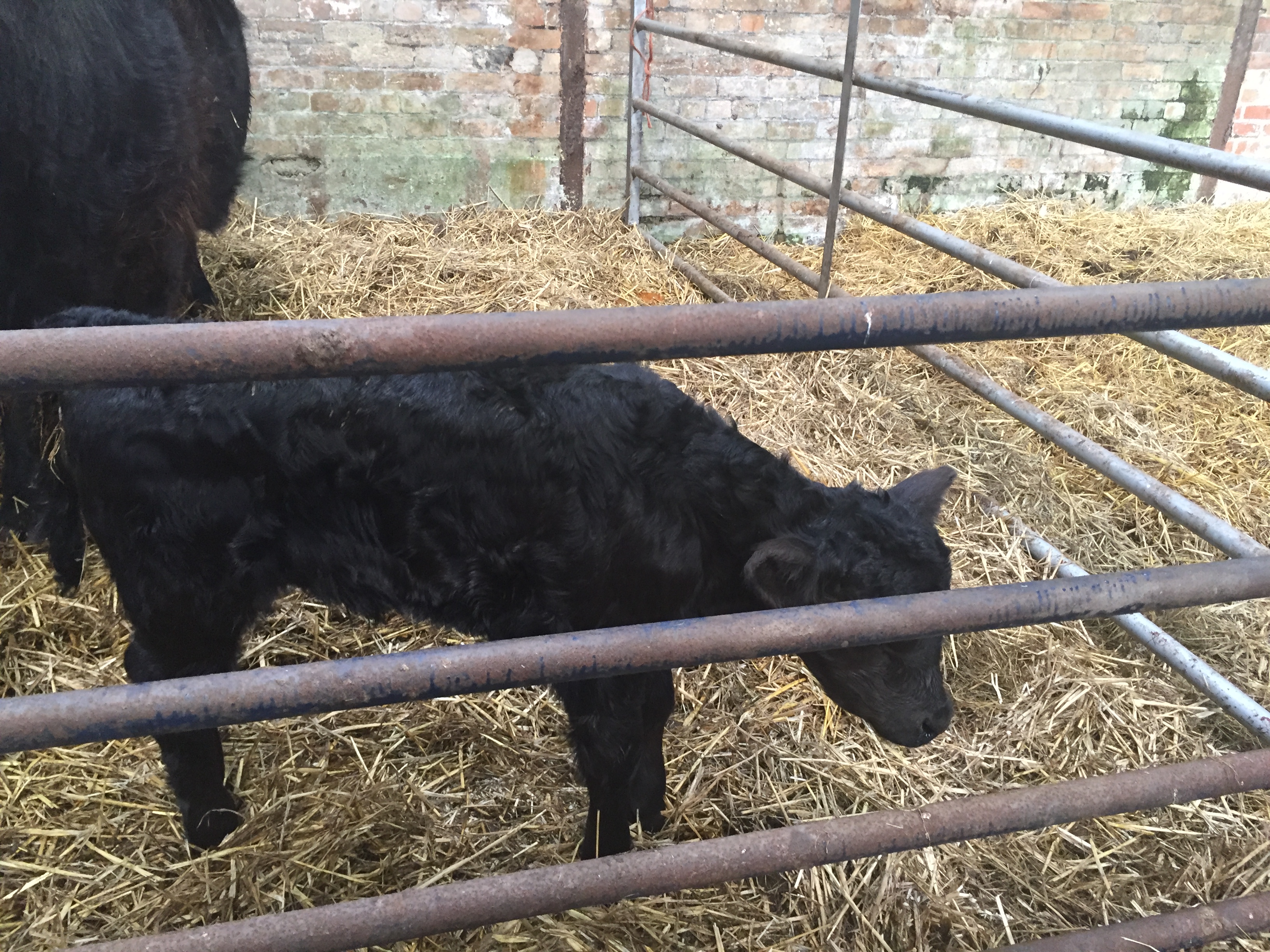 Welsh Black Cattle
