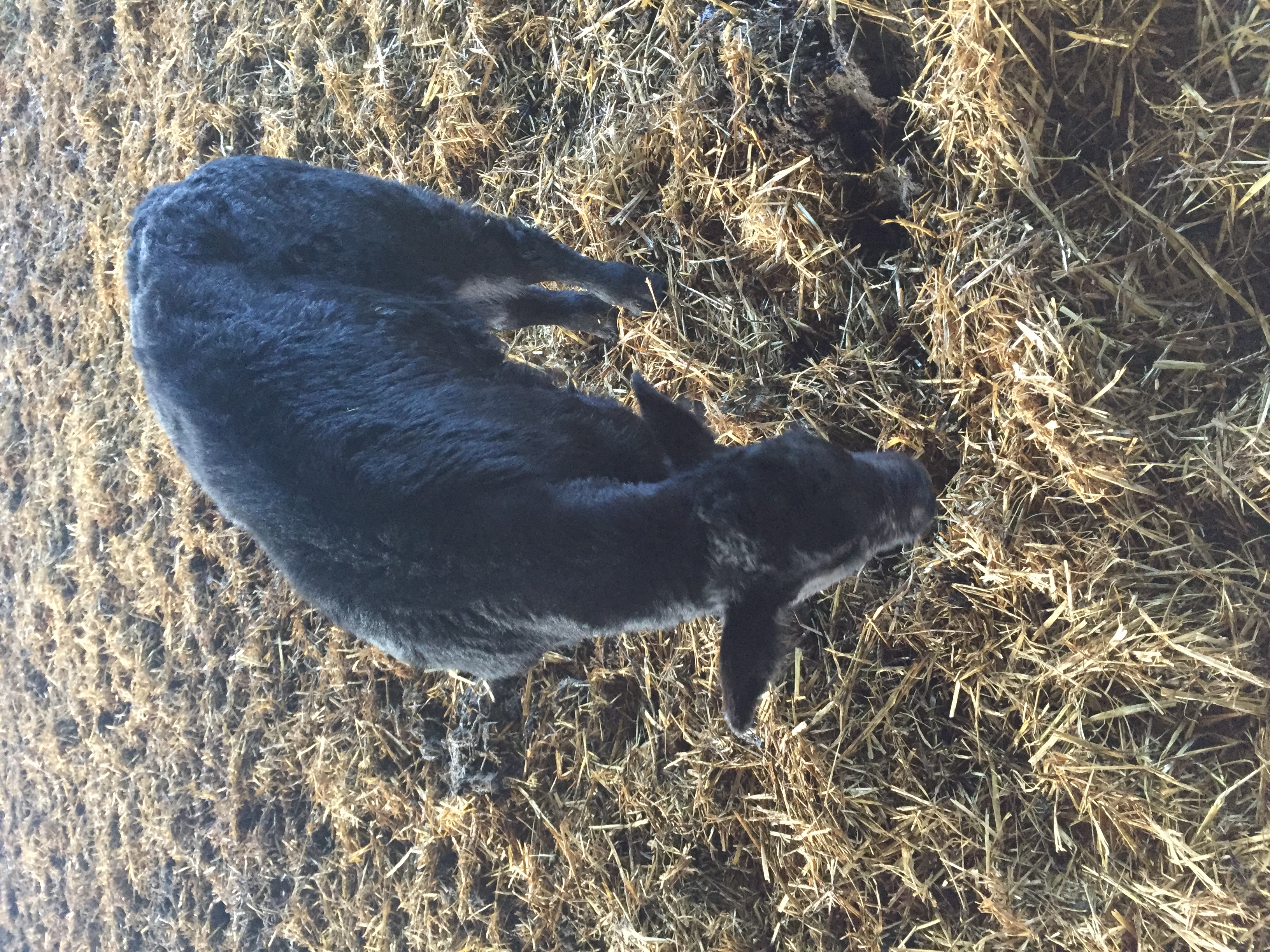 Healthy Welsh Black Cattle