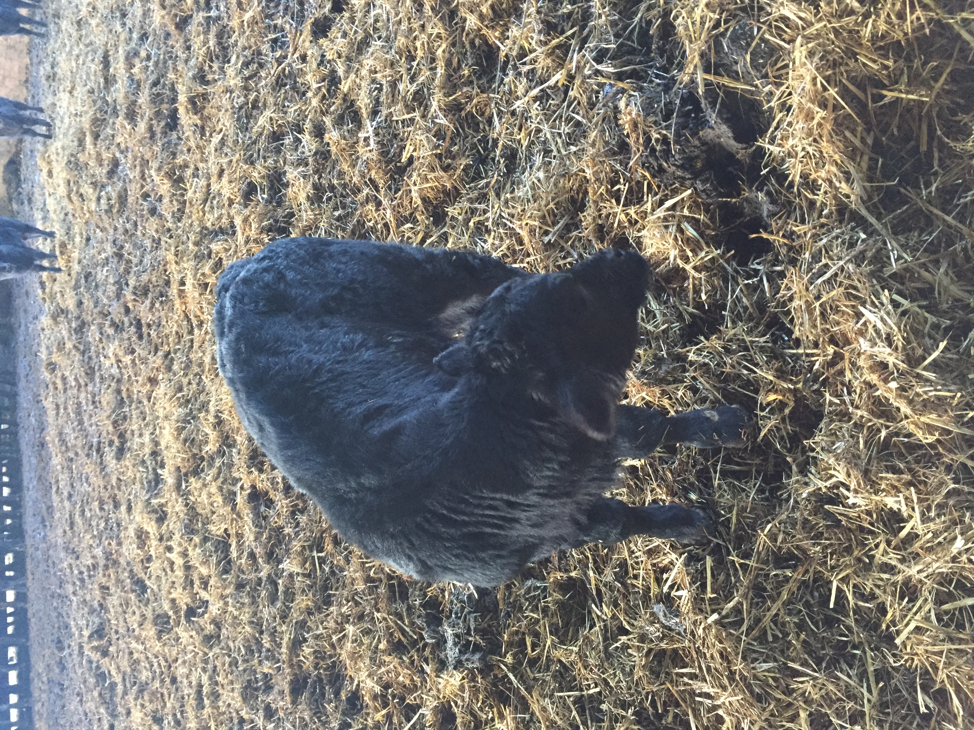 Welsh Black Cattle Herd