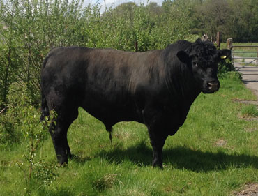 Welsh Black Bull for Sale